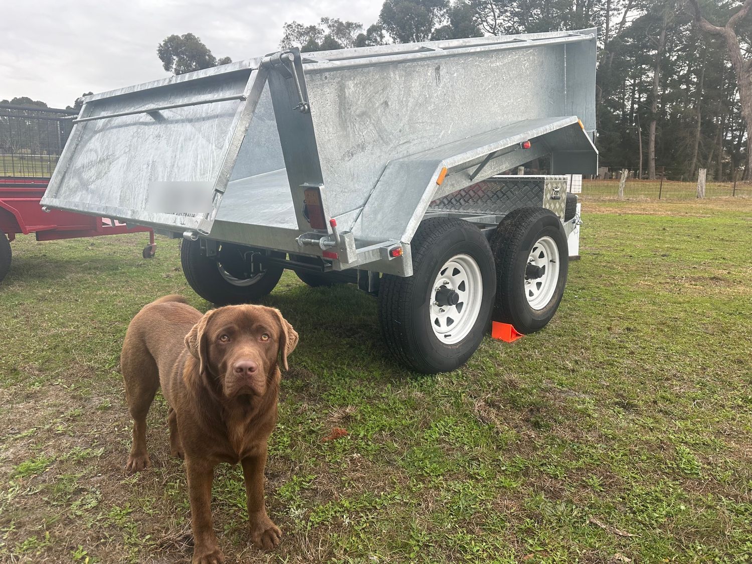 Galvanised tandem hydraulic tipper trailer with its tub raised, in a paddock